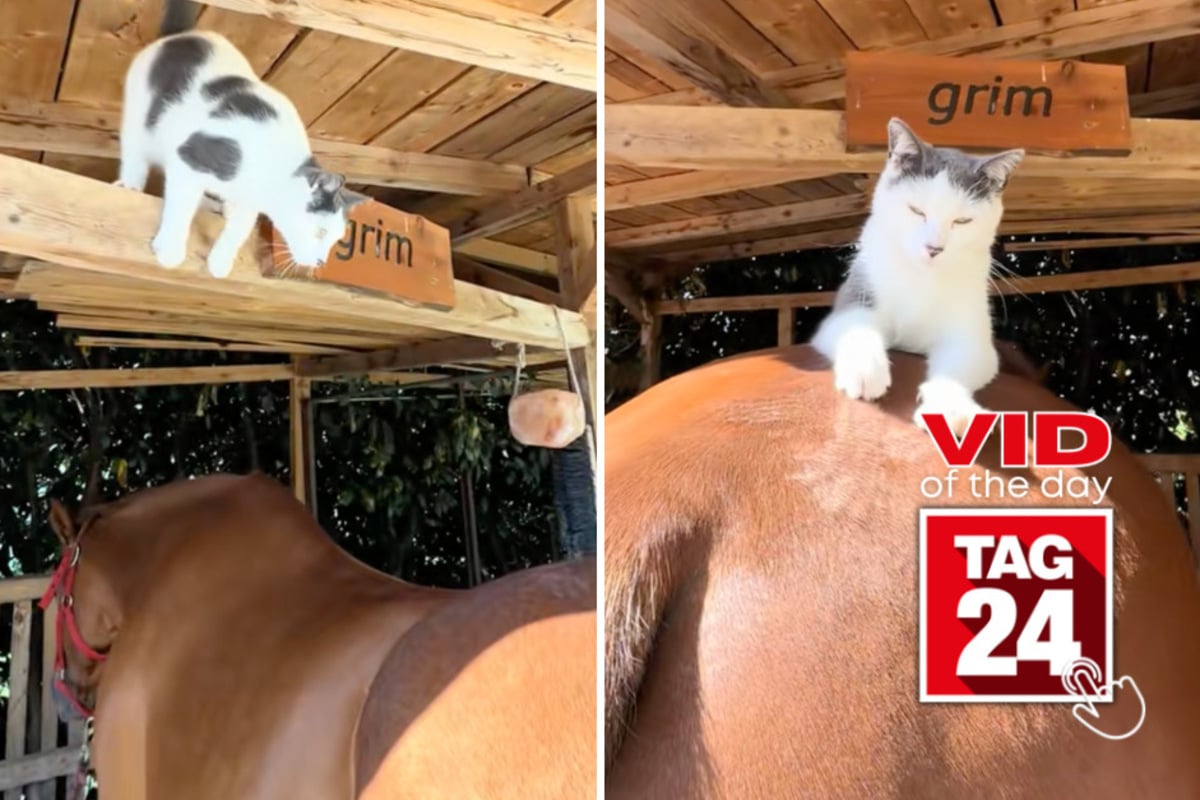 Viral Video of the Day for October 17, 2026: Cat finds the ultimate, unexpected sunbathing spot!