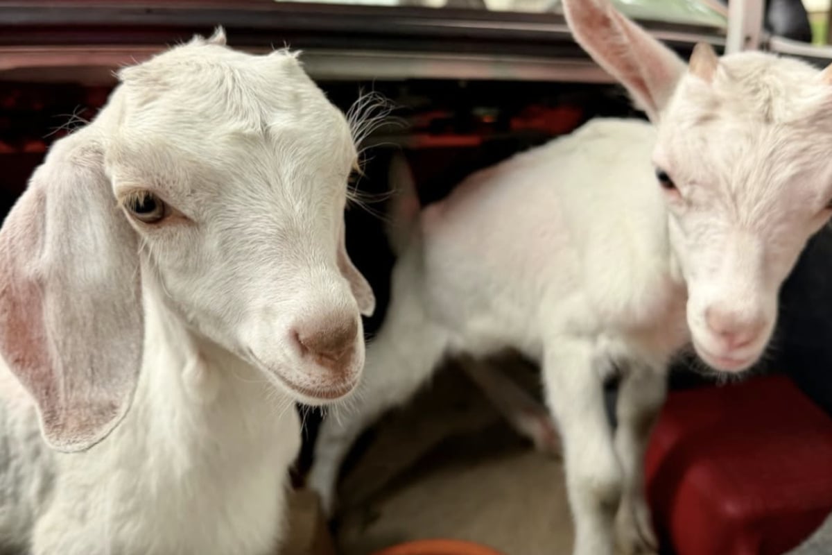 Goat-napped?! Police nab suspect in car theft – then they hear bizarre noises coming from the trunk