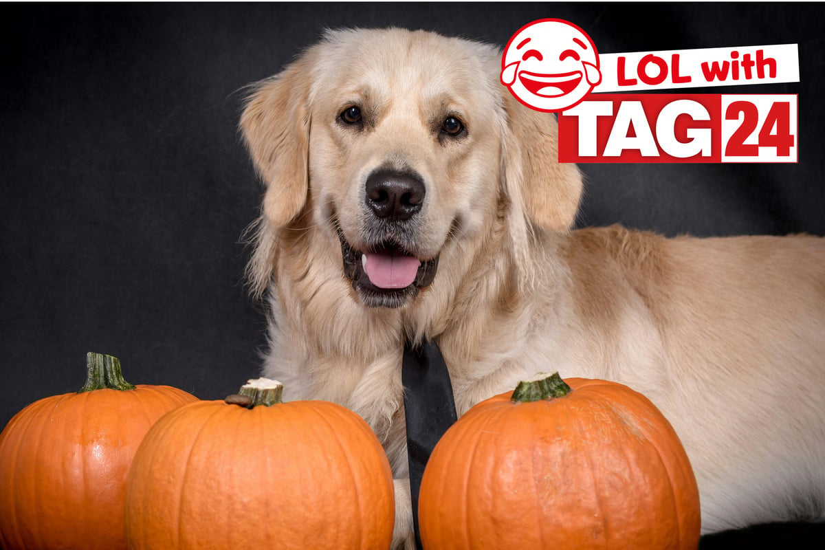 Joke of the Day for October 12, 2026: A puppy funny for fall