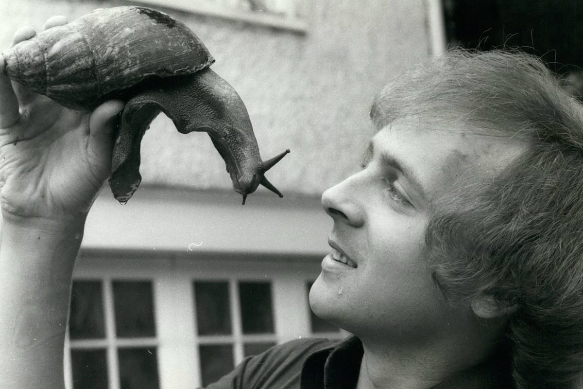 Meet the foot-long African snail breed