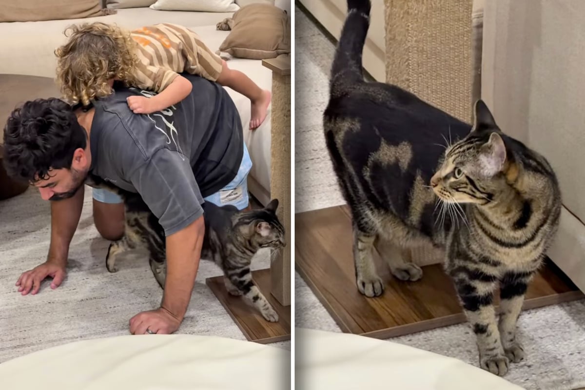 Adorable father-son duo are thrown for a loop when the family cat gets jealous!