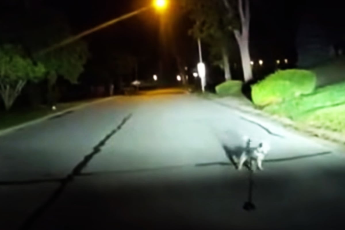 Dog walking alone on a leash brings police officers to a stunning discovery