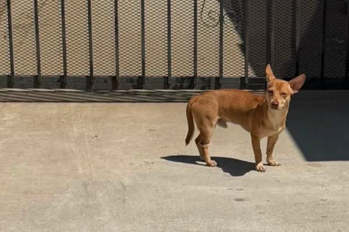 Dog rescuer devastated by abandoned dog's hope: "Oh, baby boy… they didn’t come back for you."