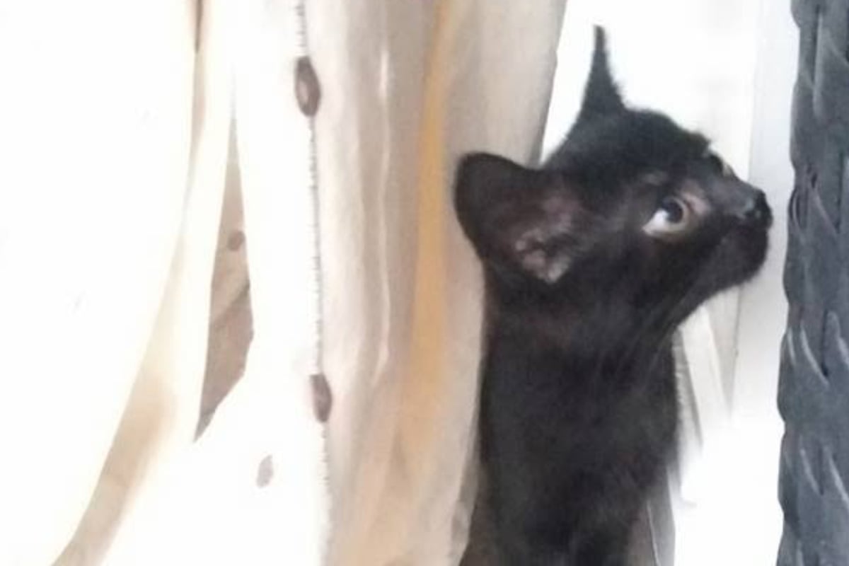 Cat vanishes after serious car accident – years later, her owner receives shocking news 