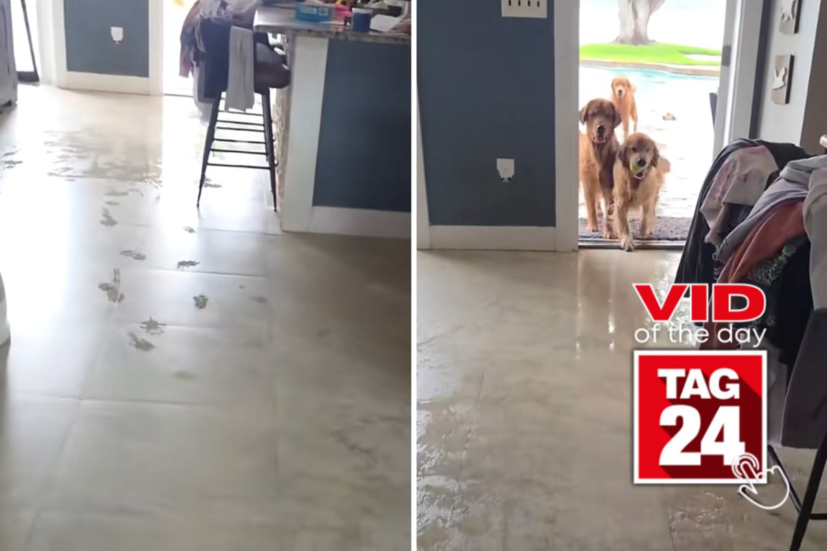 Viral Video of the Day for September 16, 2026: Golden Retrievers turn house into indoor pool after owner leaves door open