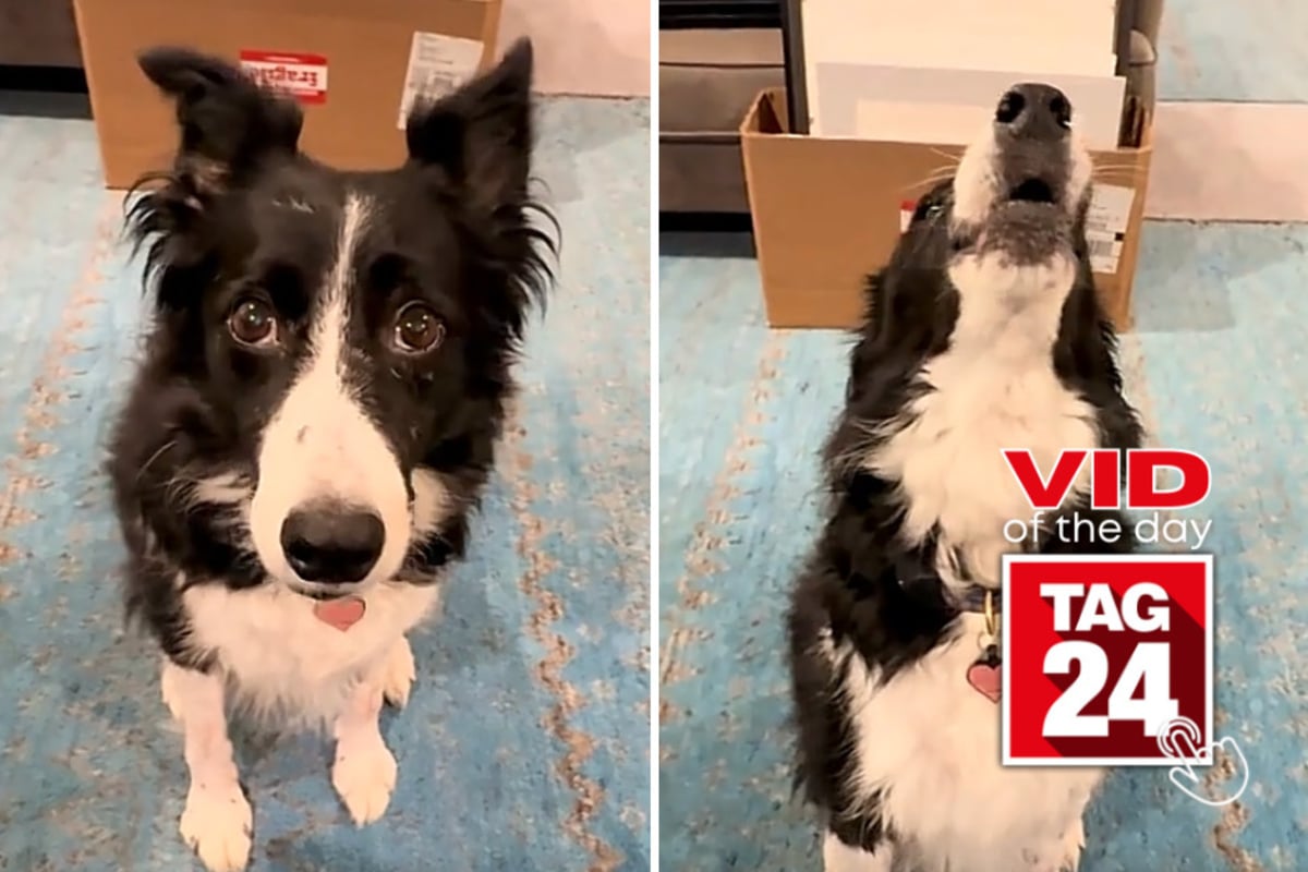 Viral Video of the Day for August 26, 2026: Dog stuns owner by perfectly matching piano notes