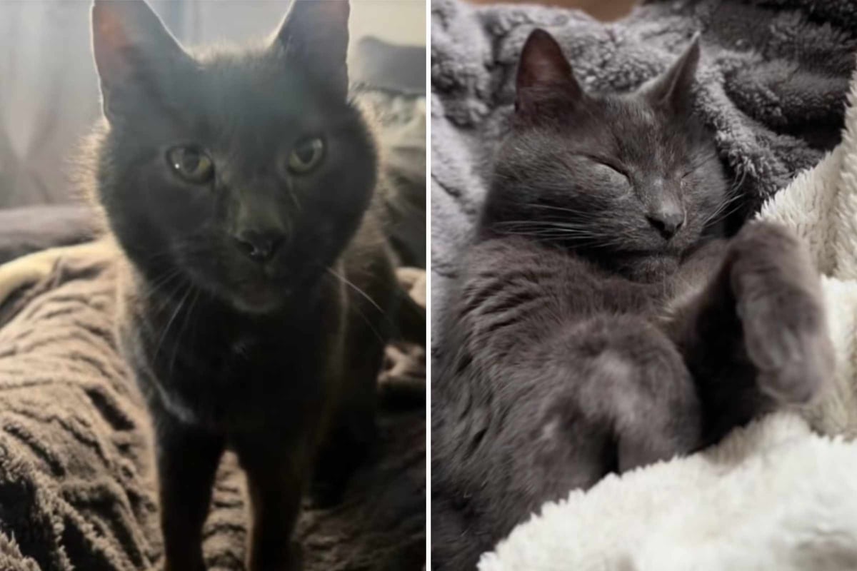 17-year-old shelter cat had lost all hope, but then he met his soul human: "Wait... You came back?"