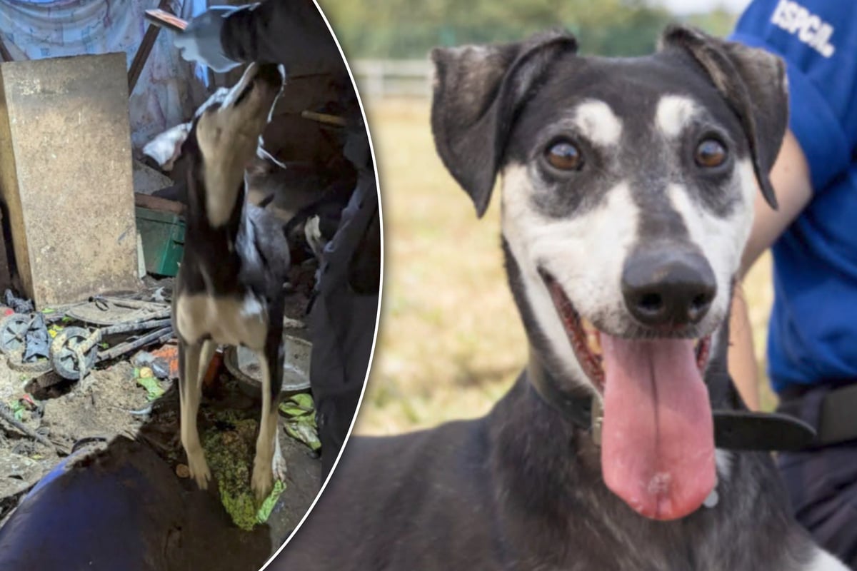 Dog was kept in darkness for years – now, he's made a stunning transformation