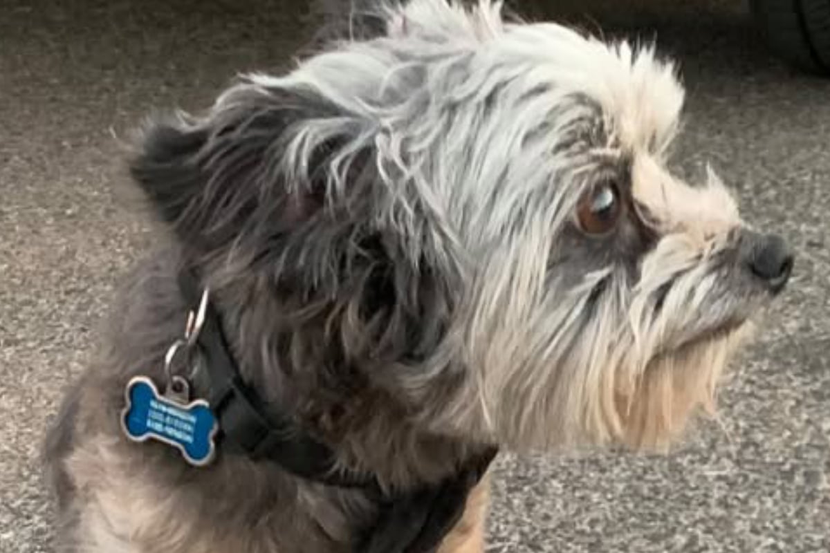 Dog rescued with fur so matted he couldn't walk or see: "No animal should have to go through that"