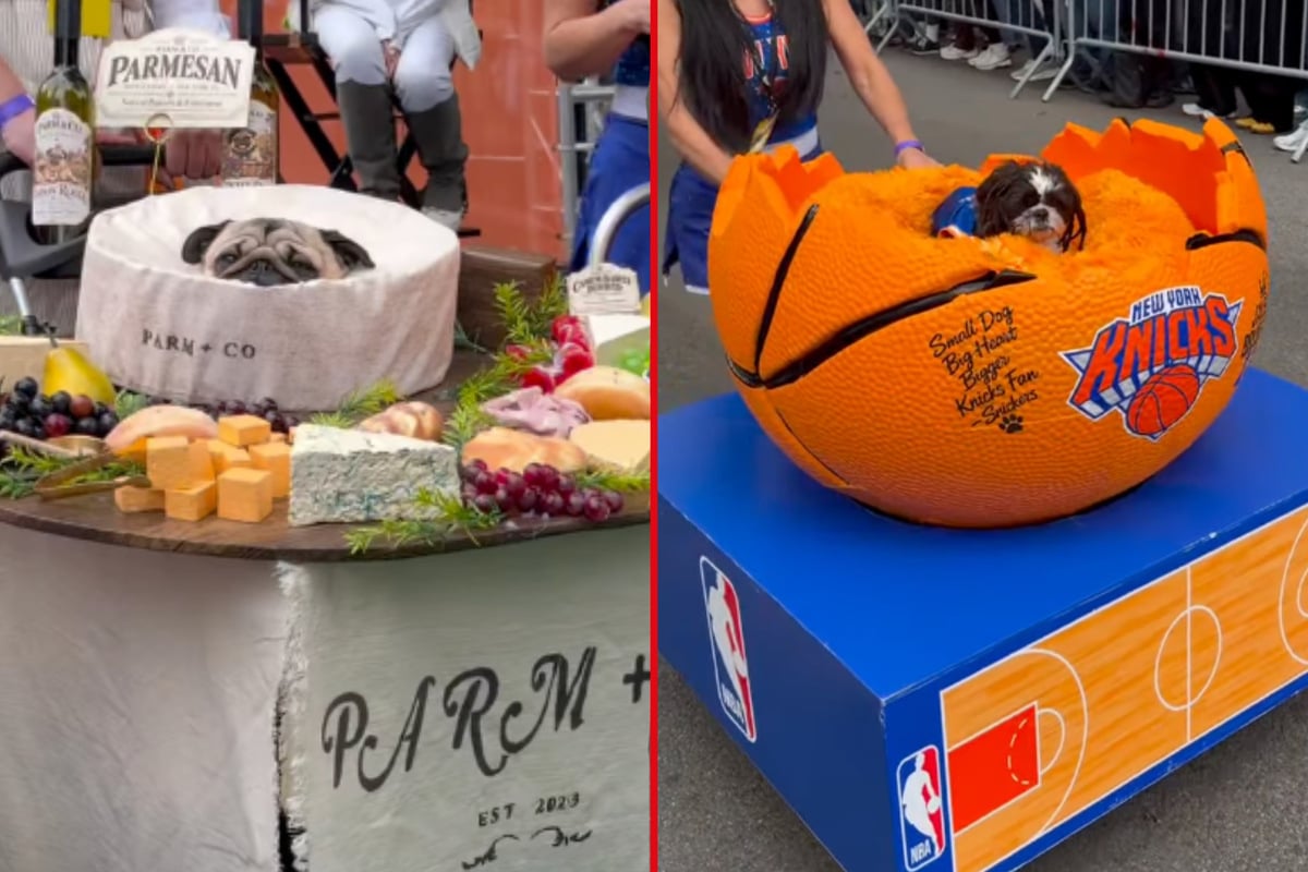 Doggone good-looking time in NYC as pup's New York Knicks look steals the show!