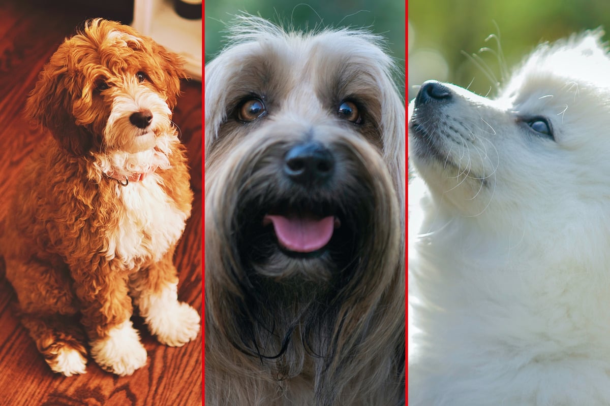 All types of dog coat: Different dog hair colors and patterns