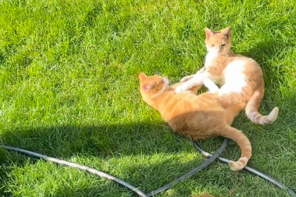 Cat owners get new neighbors, and they can't believe the long-lost pet they bring with them!