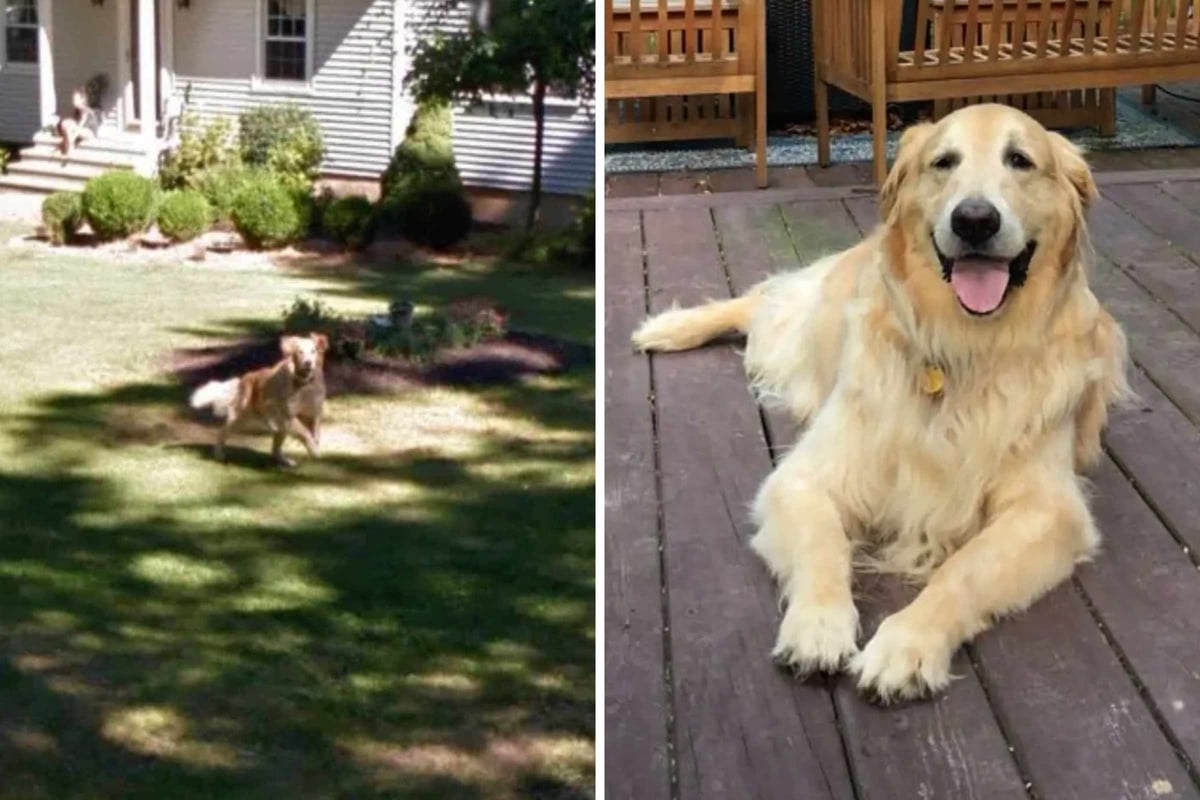 Dog lover breaks down when she spots her childhood pet on Google Maps years after his death: "Instant tears"