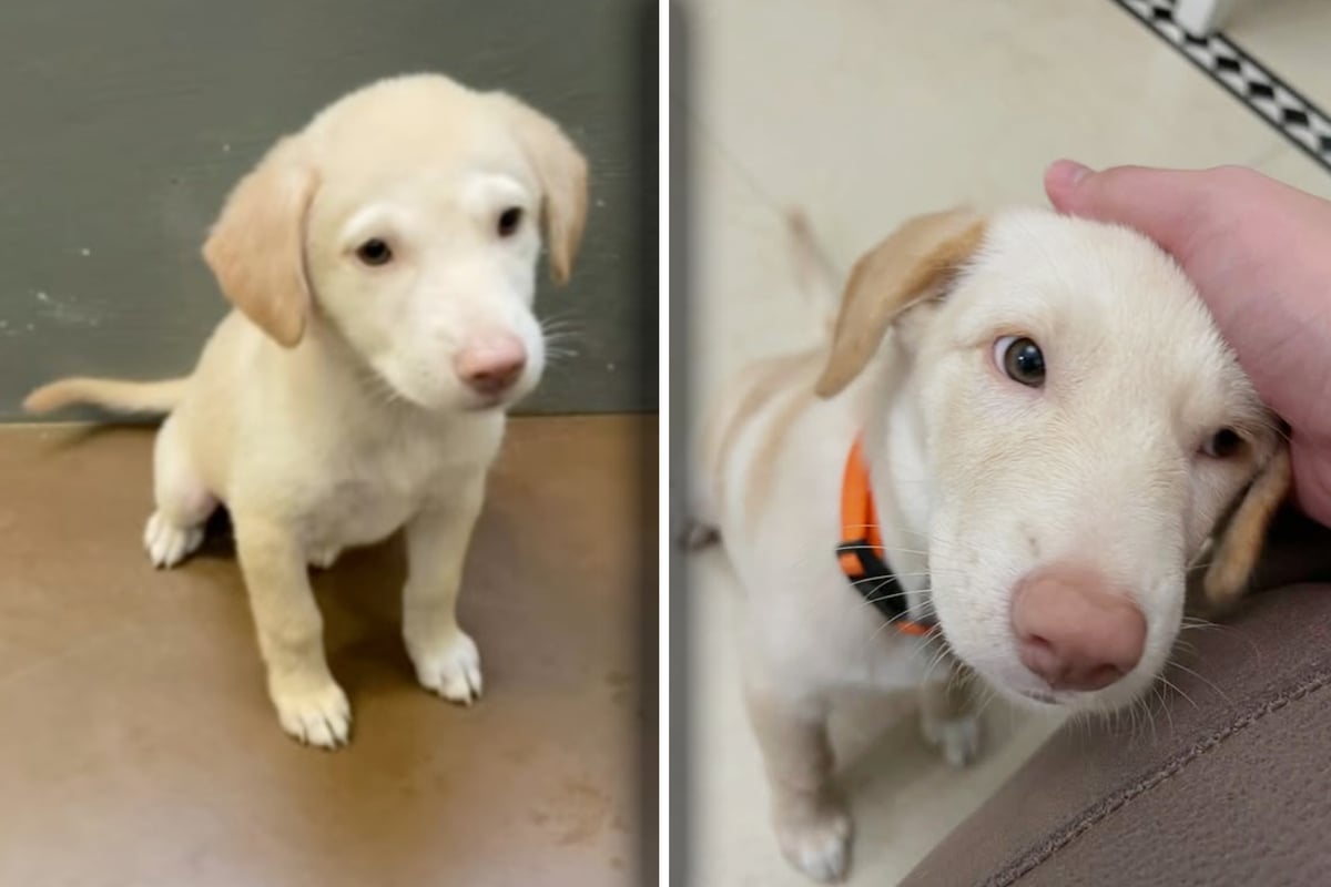 Dog owner thinks she's adopting a Labrador puppy, but is proven hilariously wrong: "WTF is that?"