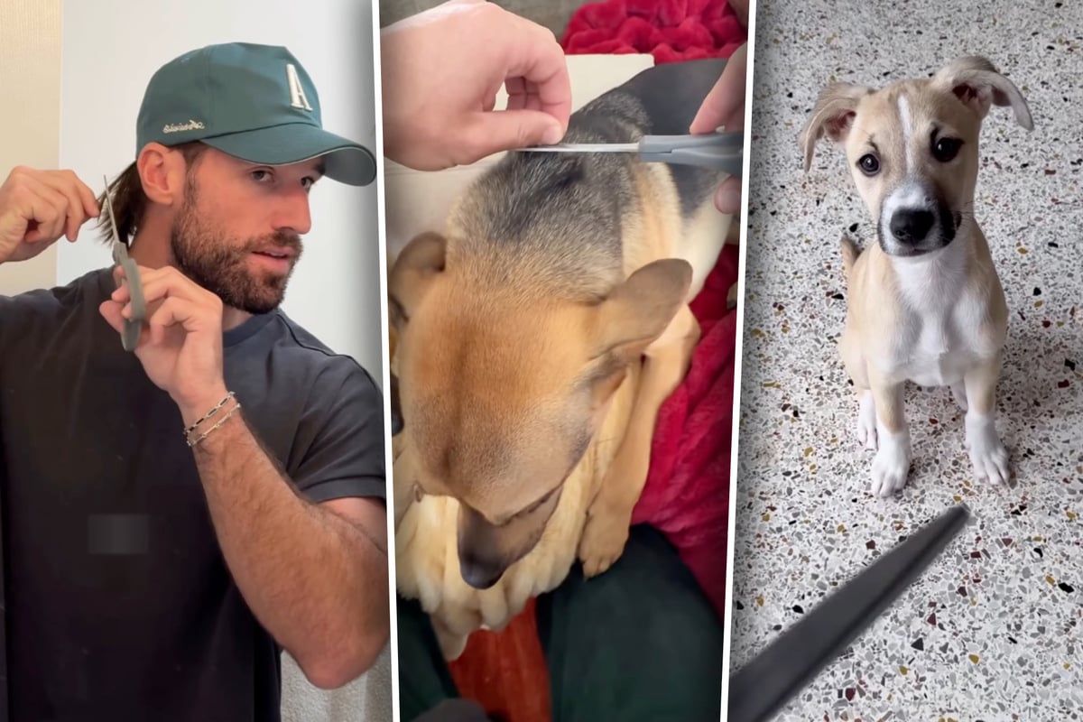 Dog owner cuts fur from his pets to make heartwarming craft – and it's worth the bald spot!