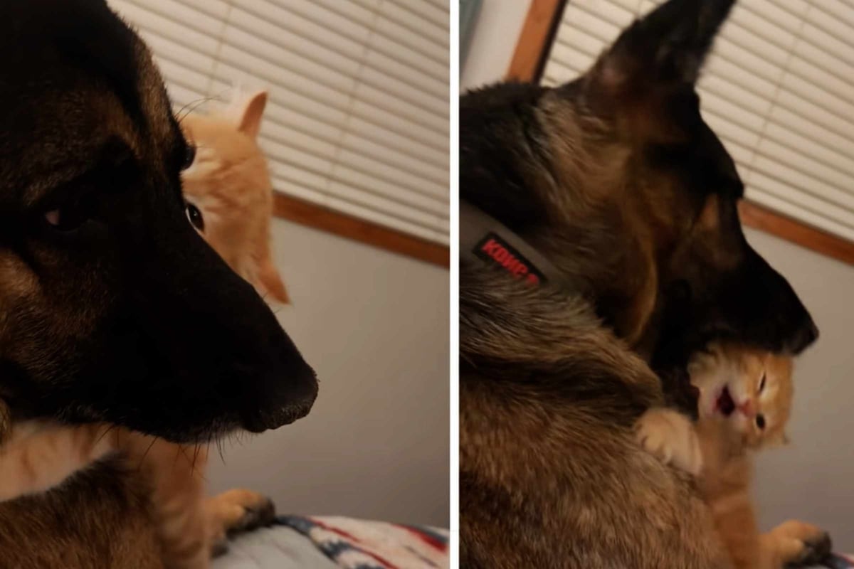 Kitten is "stolen" away from new owners by the family dog in whirlwind pet love story!