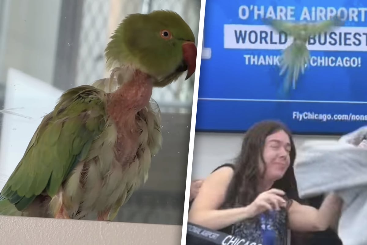Pesky parrot unleashes mayhem at Chicago airport: "It was funny but it was crazy"