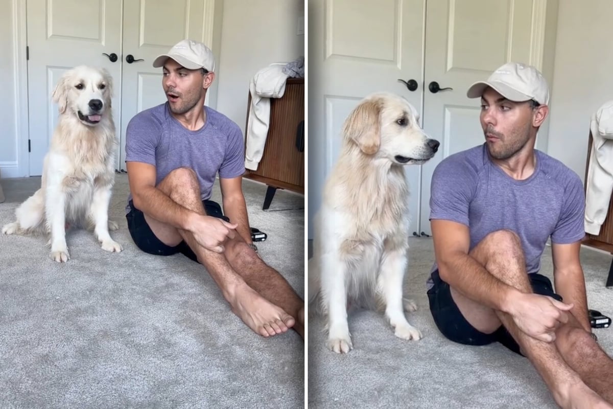 Owner lets one rip, and the response from his Golden Retriever will have you in tears!