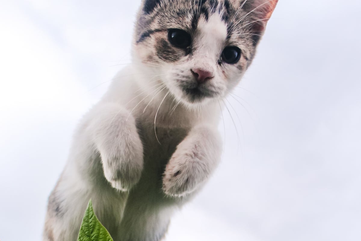 Waffle the Warrior Cat: Highest and longest cat jump ever