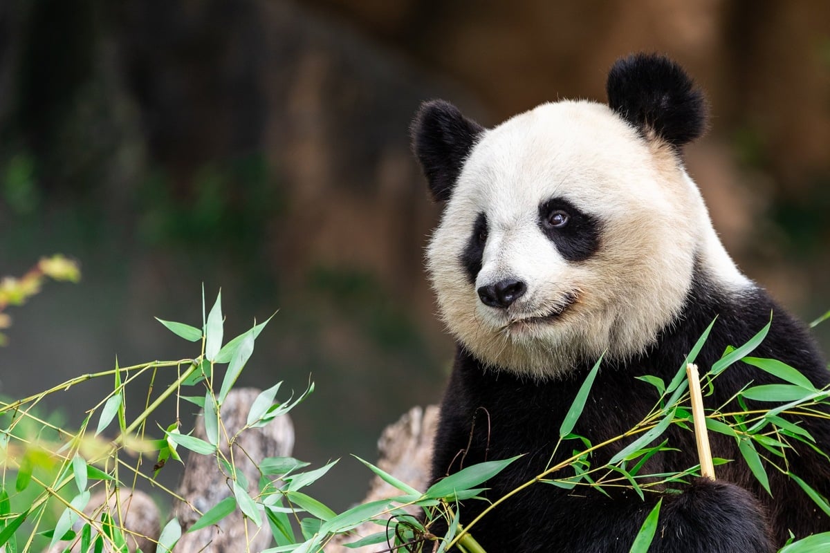 Giant panda population gets a huge boost after birth of twin cubs!