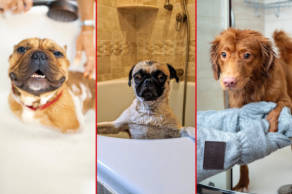 How to bathe a dog and how often: Giving a dog a bath