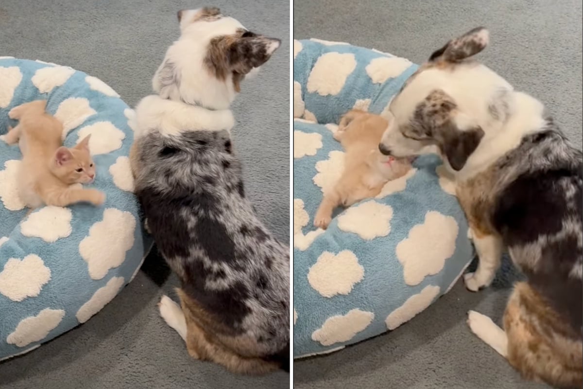 Adorable corgi mix sweetly showers kitten "babies" with love in this cute video!