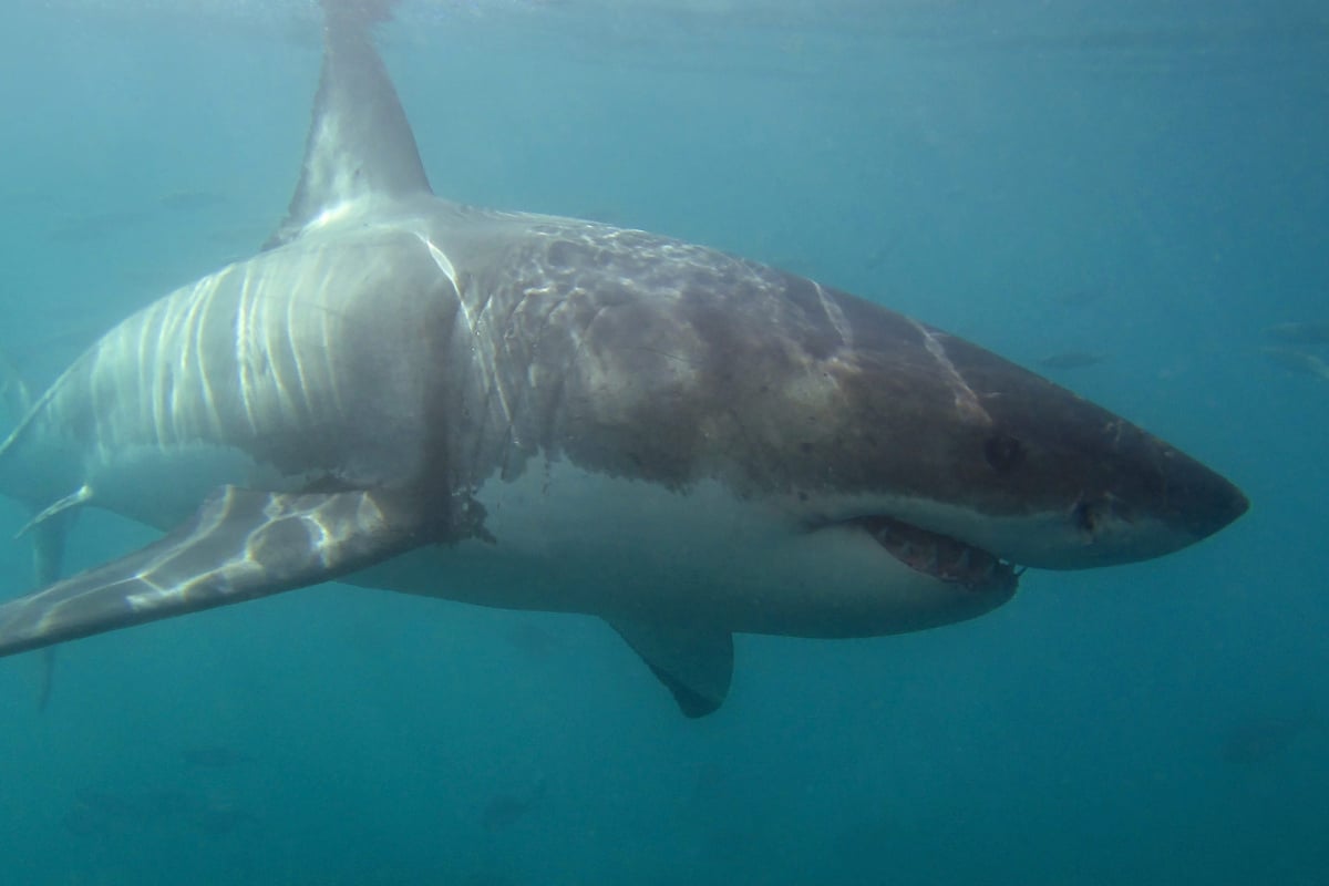 Surfer hospitalized after latest shark attack in Western Australia