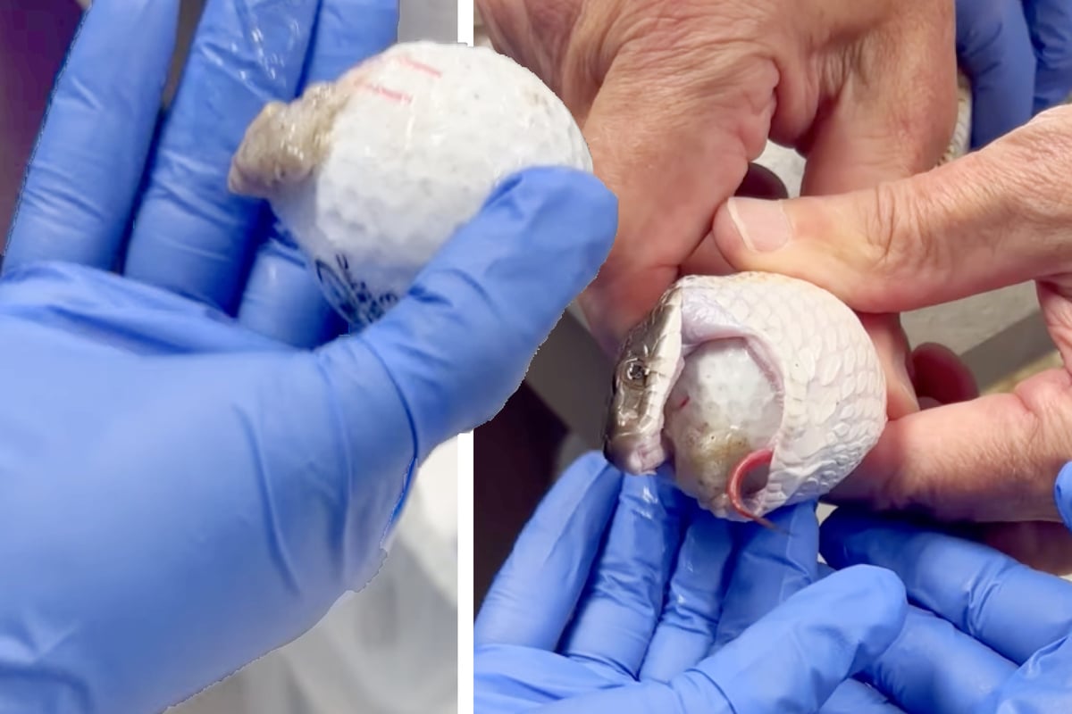 Par for the sss-course: Texas animal hospital saves snake from unusual golf ball predicament!