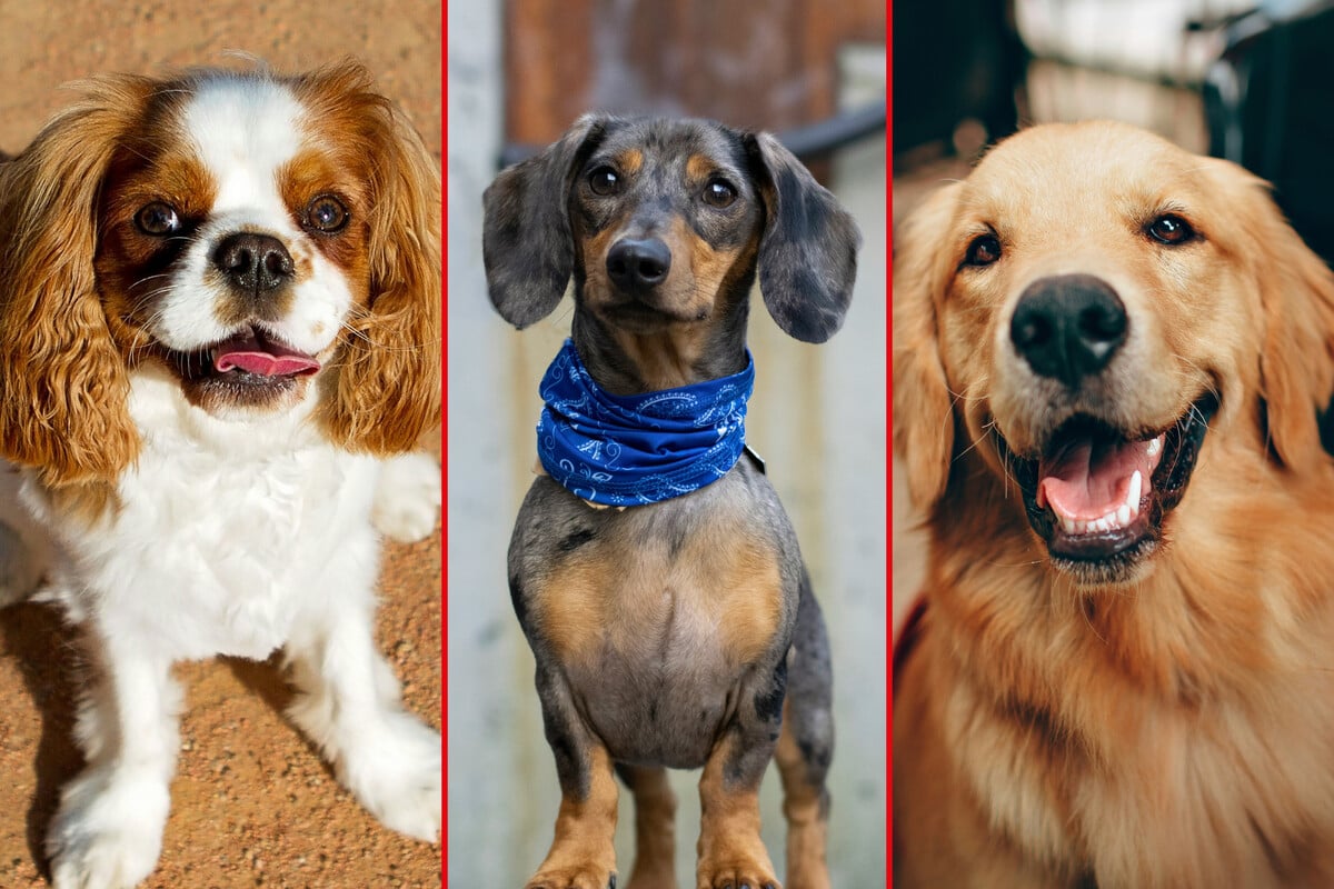 The 10 best low-maintenance dog breeds
