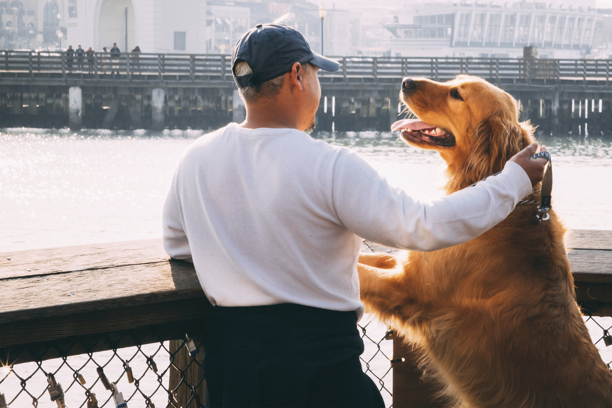 What are the most loyal dog breeds? Top 10 faithful pooches