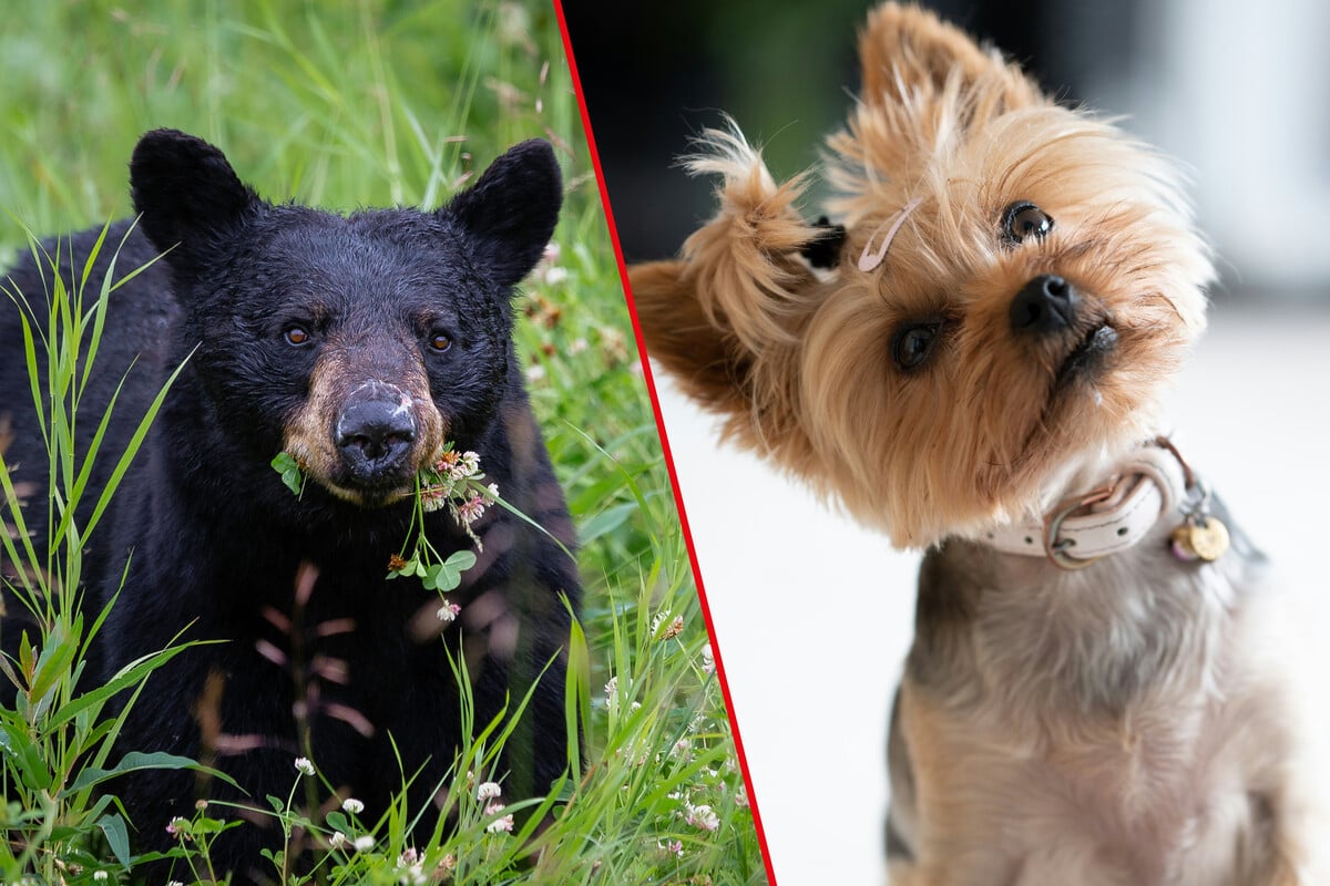 Tiny Yorkie dog goes viral after barking black bear out of his backyard: "David vs. Goliath"