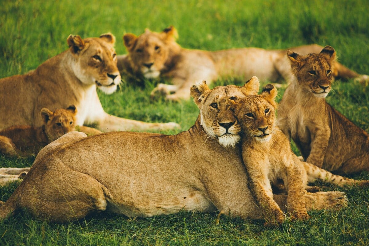 Ten lions found dead in shock suspected poisoning in Tanzania wildlife reserve