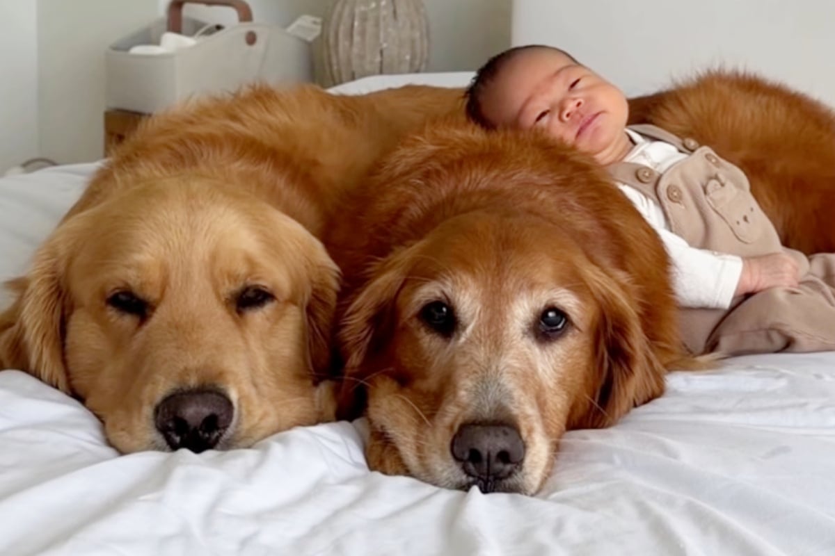 Dogs sweetly rush into action when their baby brother is left "alone" for even just a second