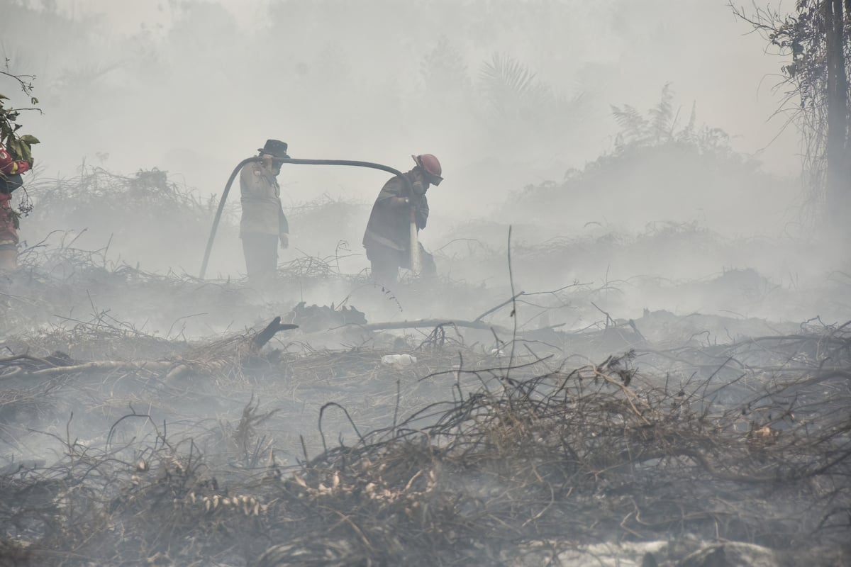 Sumatran elephants on the brink as wildfires ravage Indonesia