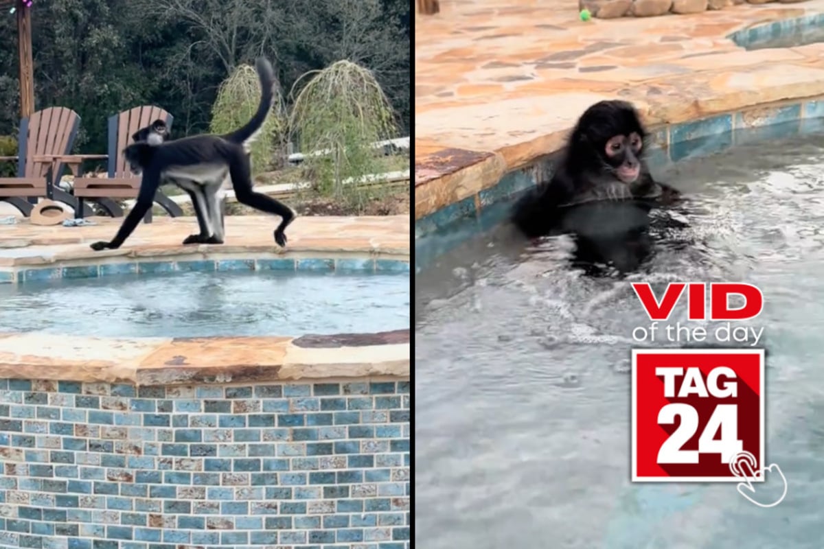 Viral Video of the Day for October 25, 2026: This monkey has higher hot tub standards than you do!