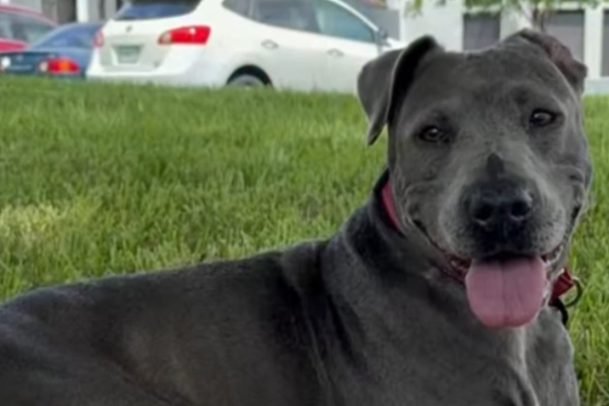 Dog is returned to shelter after several months – what her caregivers see next breaks their hearts