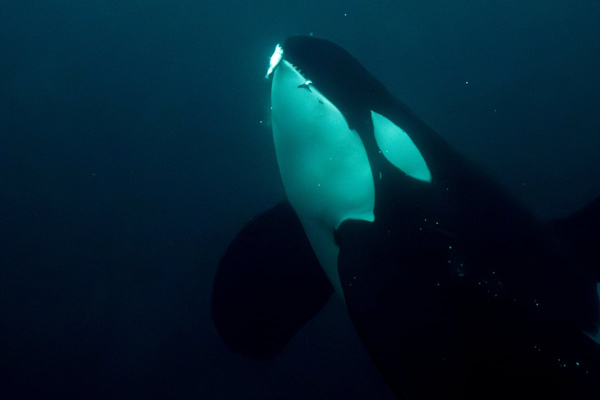 Do killer whales get a kick out of brutally bashing their dinner to bits?