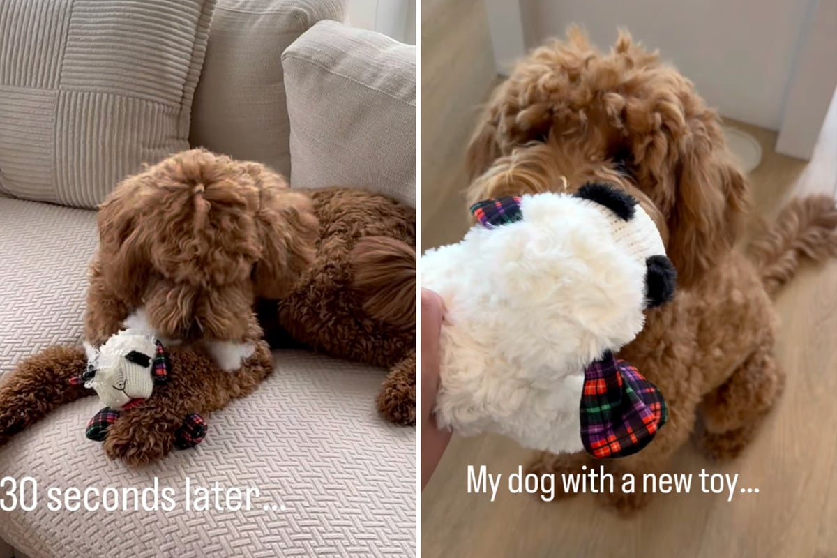 Precious goldendoodle shows vicious side in hilarious clip: "Mom and dad performed a stuffectomy"