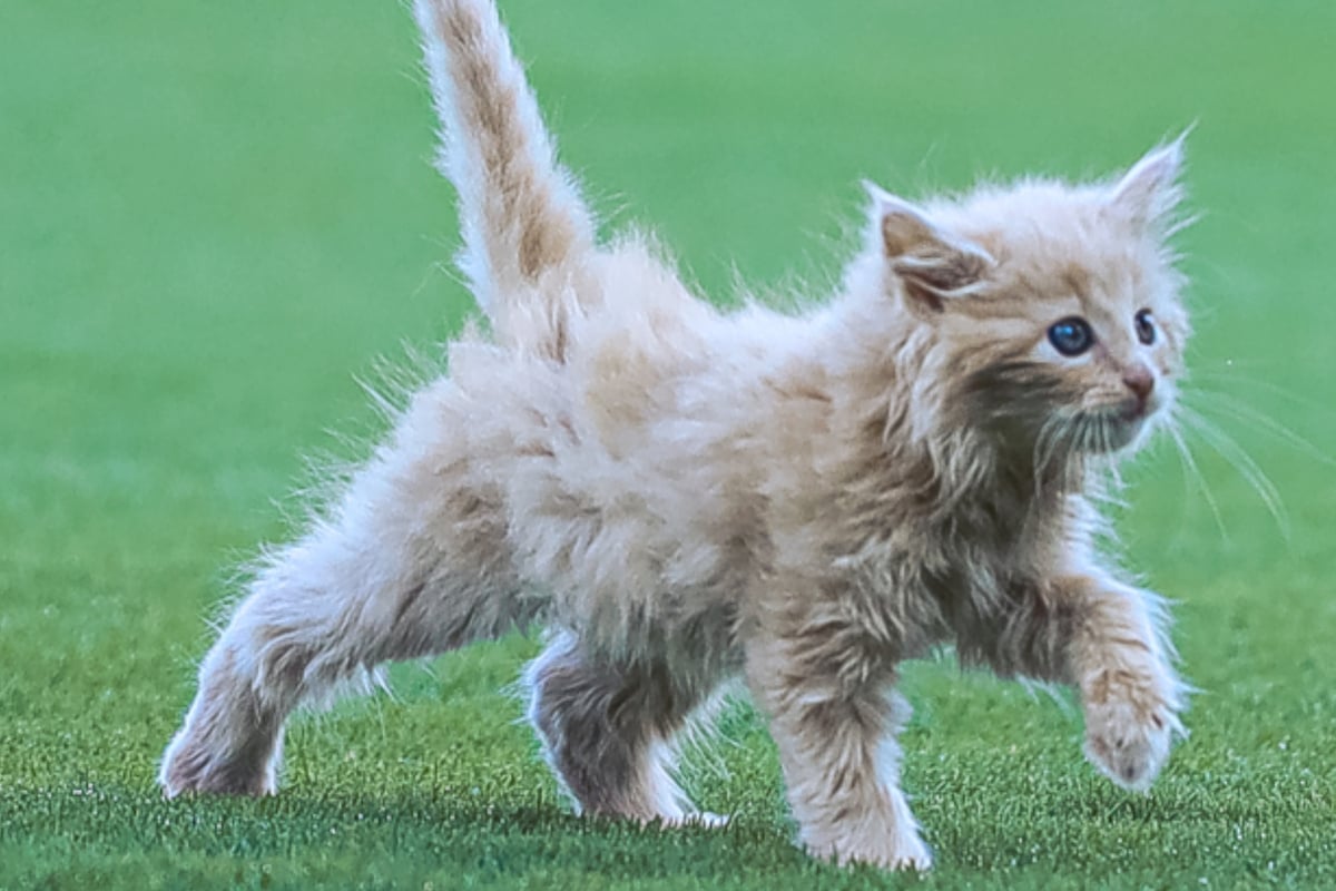 Rescued kitten becomes a baseball star after throwing out the first pitch at minor league game!