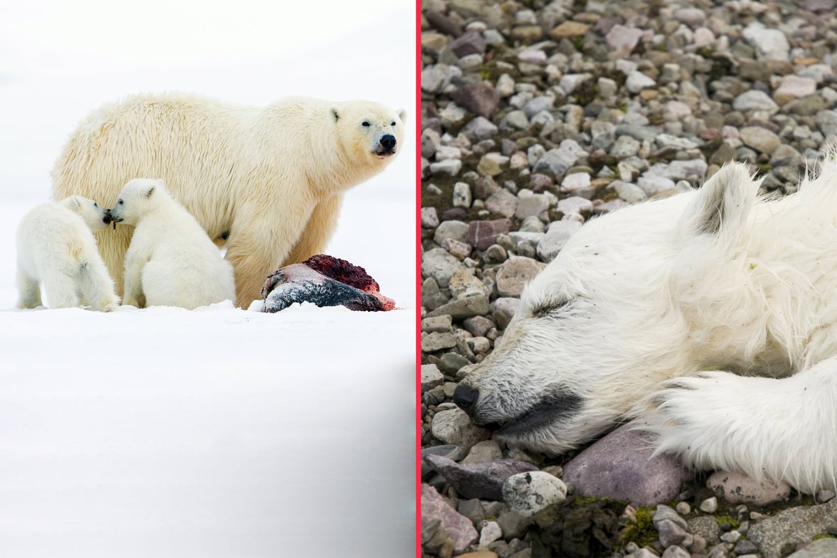The Arctic will be ice-free by 2030 – how on Earth did it come to this?
