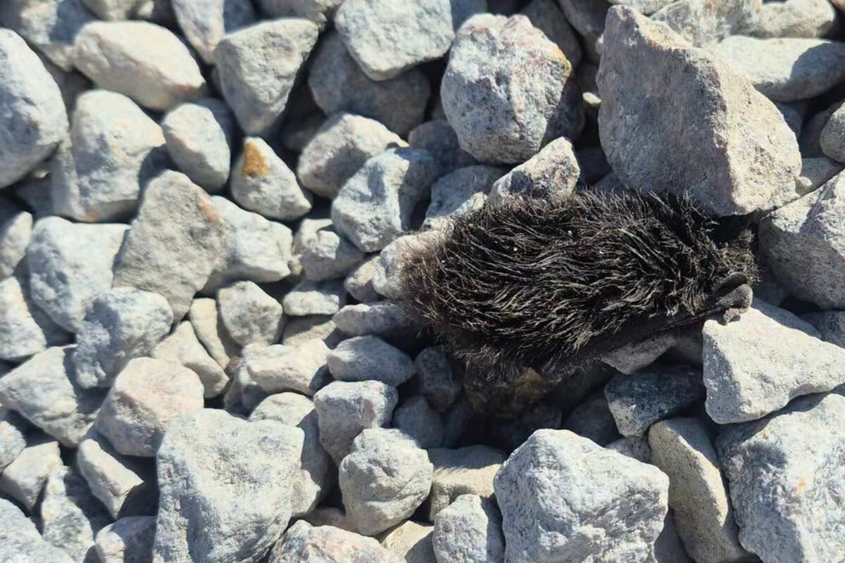 Tiny injured bat rescued from among the rocks: "Someone noticed him and cared enough to take action"