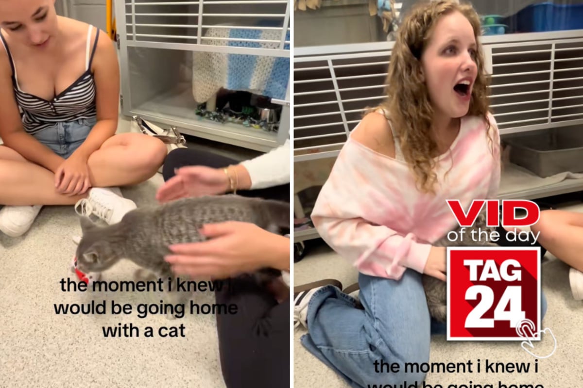 Viral Video of the Day for September 20, 2026: She went to look at cats and one ended up choosing her!