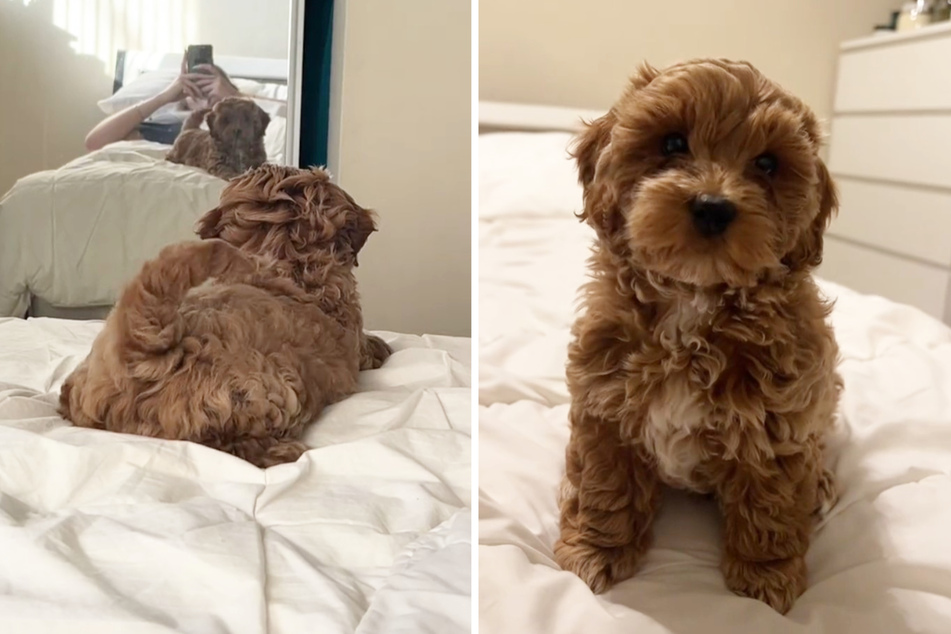 Dog's sassy samba mirror moment sets TikTok on fire: "I can't!"