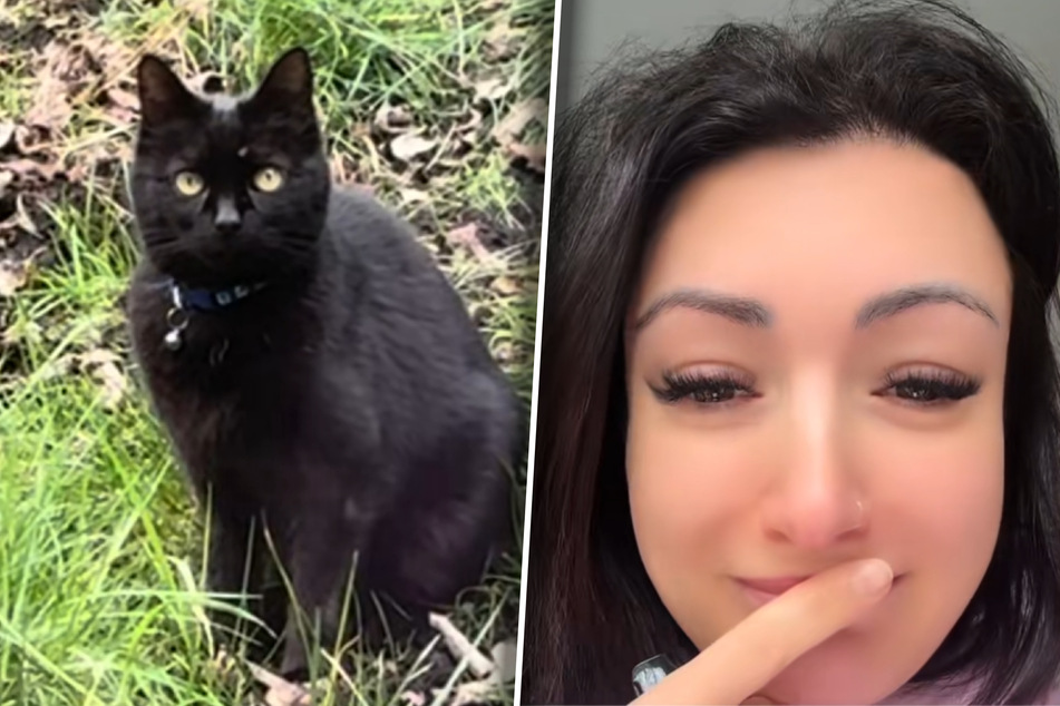 Nicole Waite couldn't believe her eyes when she saw Sooty the cat sitting in her garden after seven years.