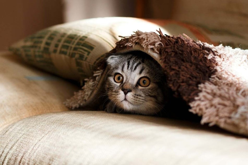 If possible, try to get the whole pill into your cat, but ask your vet if the pill can be ground into food.