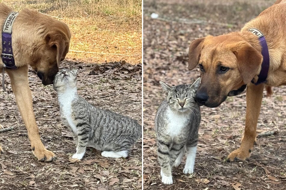 This dog's love for a stray kitten forces his owner to make a big decision!