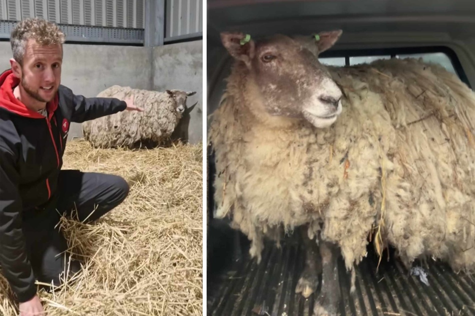 "Britain's loneliest" sheep is rescued after two years alone