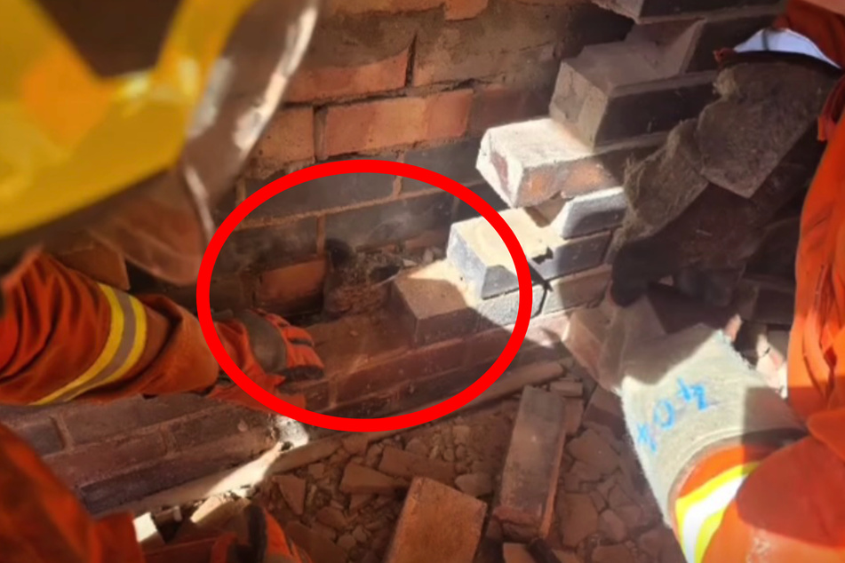 It is unclear how the young animals got between the buildings.