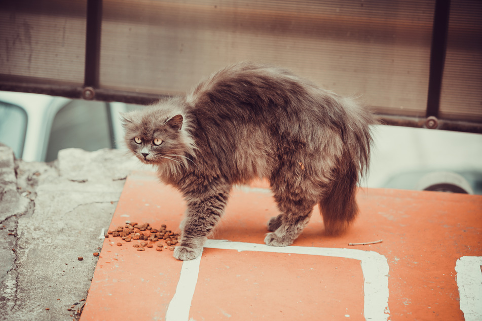 Frightened cats hunch over and keep their distance.