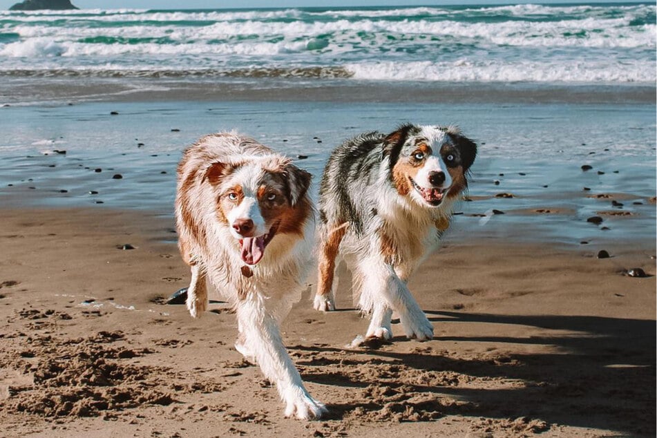 Finley and Sadie seem to love their time at the kennel.
